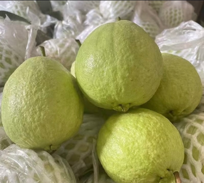 【番石榴】广东番石榴精品番石榴货源充足保质保量