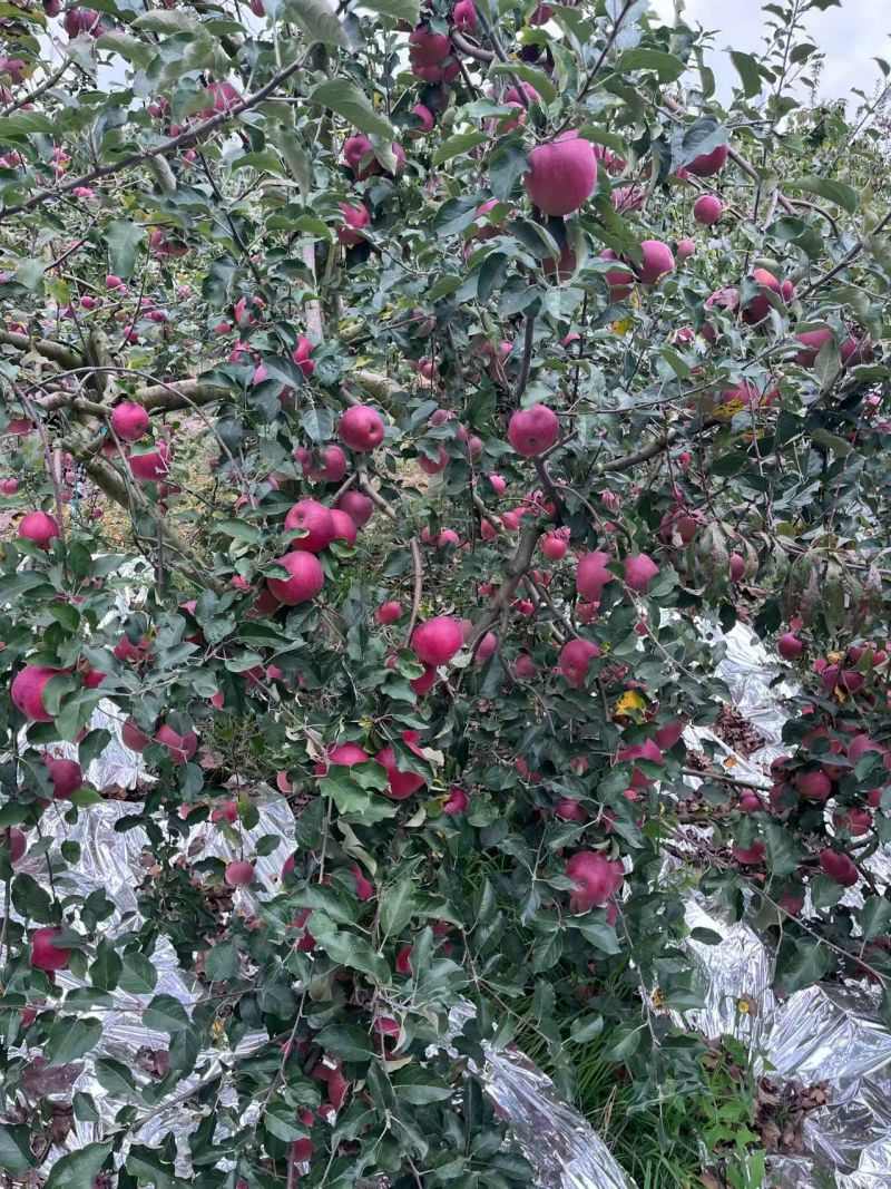 四川丑苹果，产地一手货源，保质保量可视频看货，诚信经营