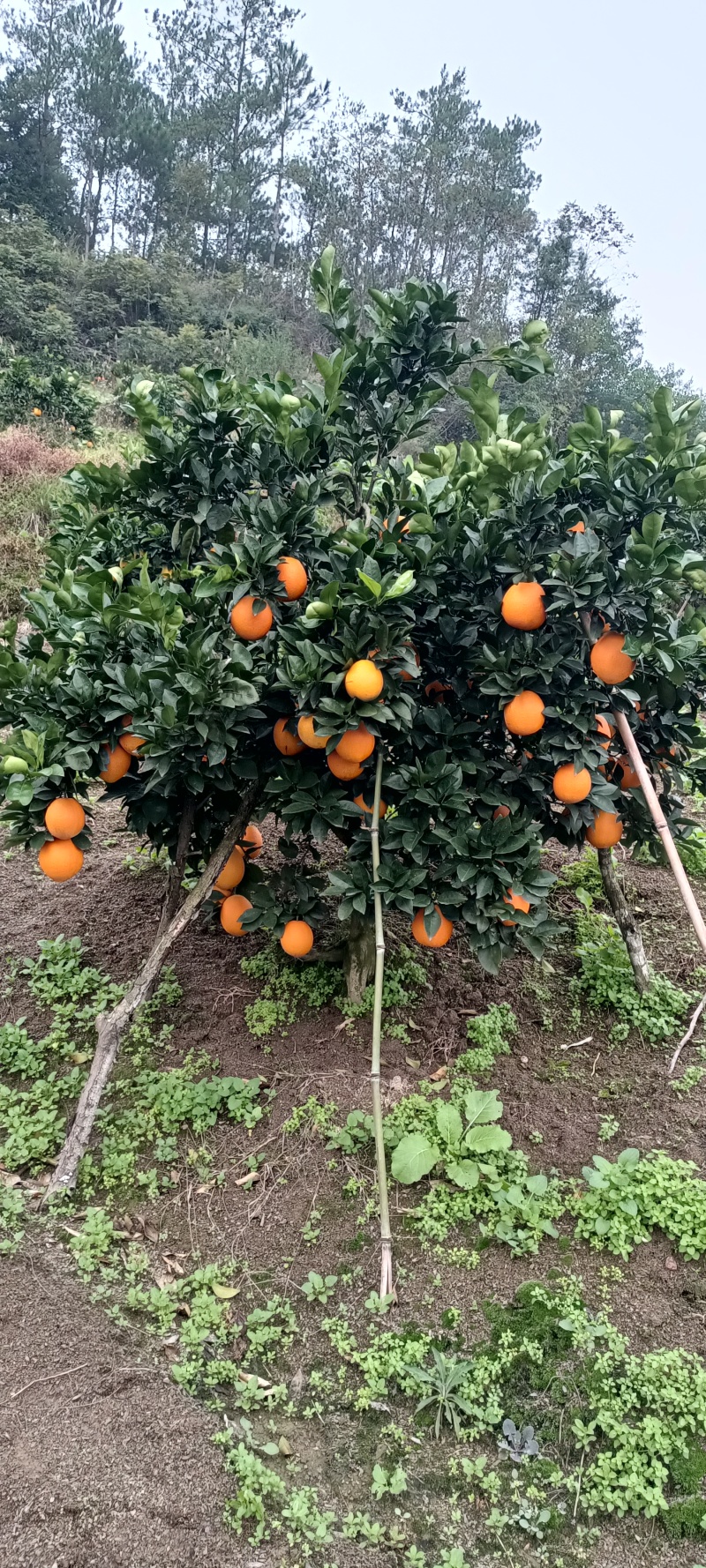纽合尔
