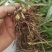 白芨直播苗驯化苗