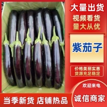 精品茄子长茄产地发货诚信经营量大现货保证质量
