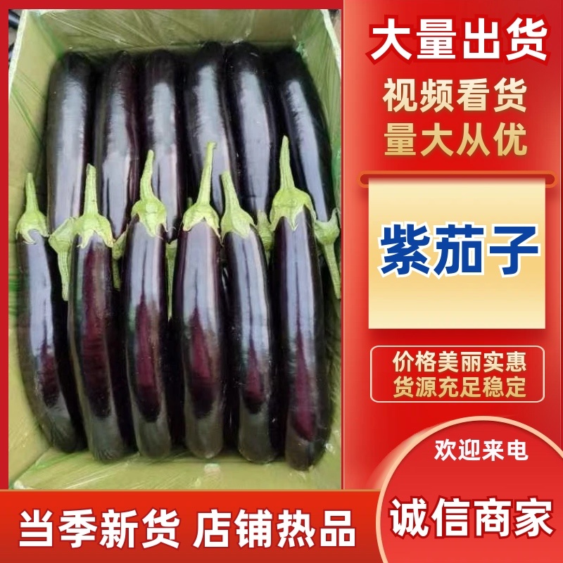 精品茄子长茄产地发货诚信经营量大现货保证质量
