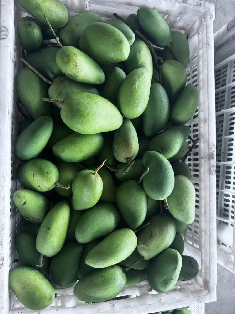 海南三亚崖州小台芒热带高山种植现摘现发小台芒