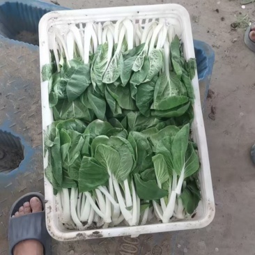 精品小白菜新鲜采摘喜欢的联系大量批发长供应