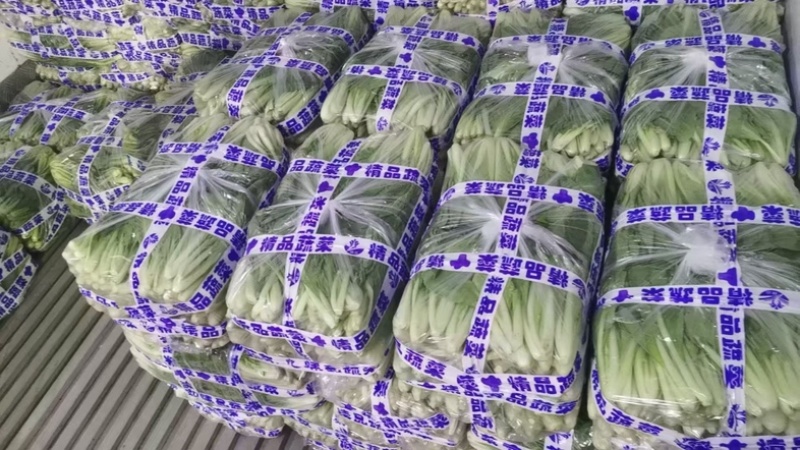 精品小白菜新鲜采摘喜欢的联系大量批发长供应