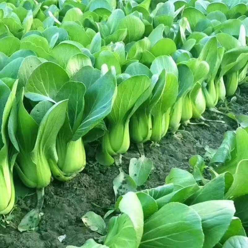 精品油菜上海青新鲜采摘大量批发长期直供