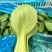 精品油菜上海青新鲜采摘大量批发长期直供