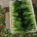 精品油菜上海青新鲜采摘大量批发长期直供