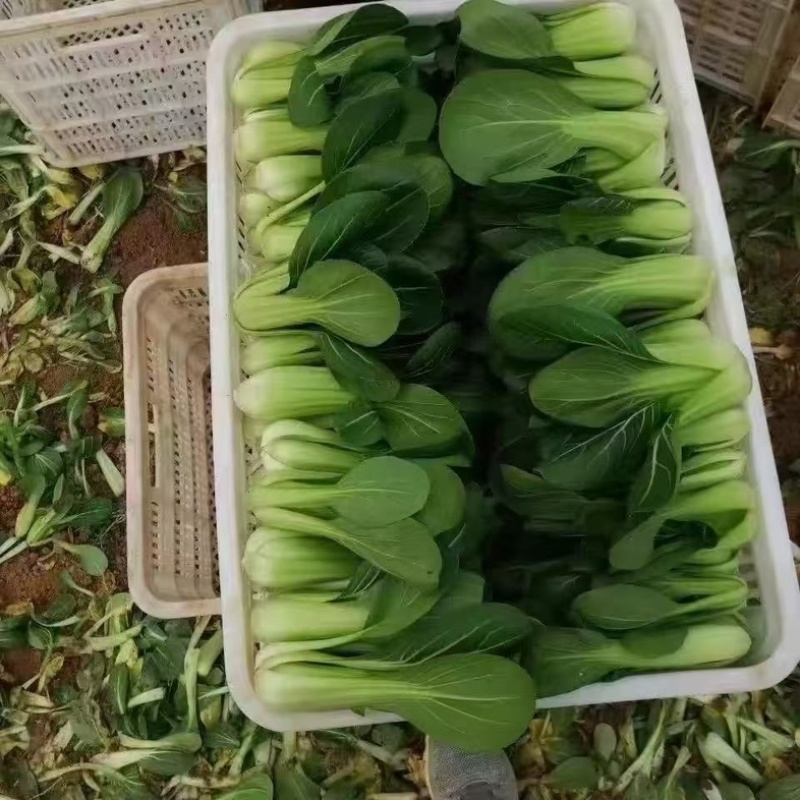 精品油菜上海青新鲜采摘大量批发长期直供