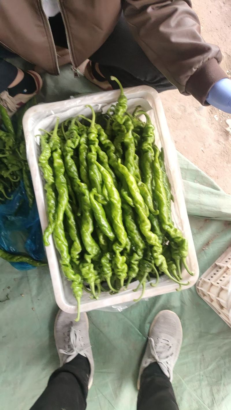 黄皮尖椒，螺丝椒大量供应。
