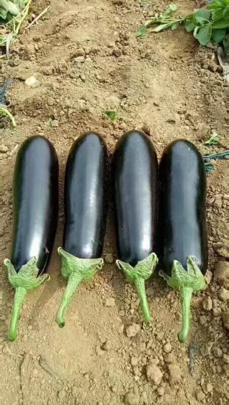 茄子