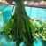 荠荠菜