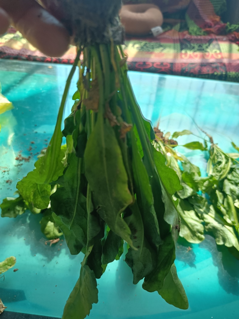 荠荠菜