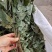 东北淫羊藿全草整叶颜色好2斤包邮量大优惠
