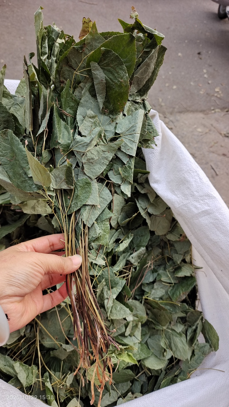 东北淫羊藿全草整叶颜色好2斤包邮量大优惠