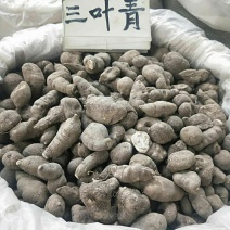 中药材三叶青，规格齐全，大货供应。可批发，可供电商采购一