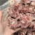 多肉羊蝎子