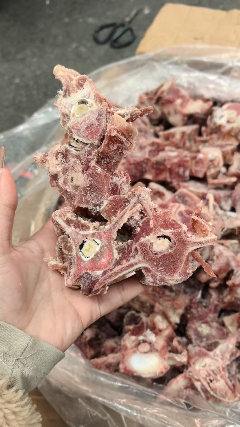 多肉羊蝎子
