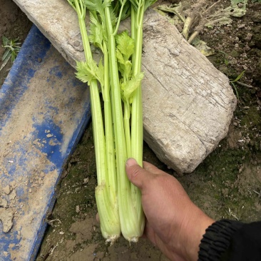 【海量货源】河南优质芹菜杆亮跟白高度6-70左右批发电商