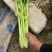 【海量货源】河南优质芹菜杆亮跟白高度6-70左右批发电商