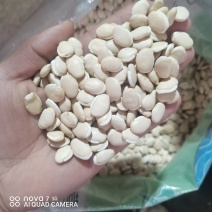 白扁豆当年新货，规格齐全大货供应，支持批发零售