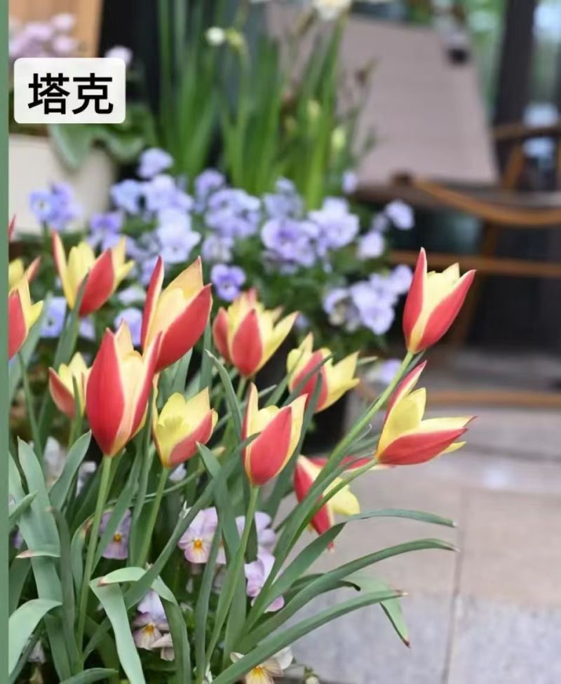 进口郁金香种球四季好养活耐寒种球郁金香种子水培盆栽花卉