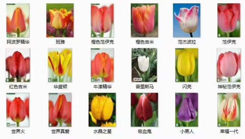 进口郁金香种球四季好养活耐寒种球郁金香种子水培盆栽花卉