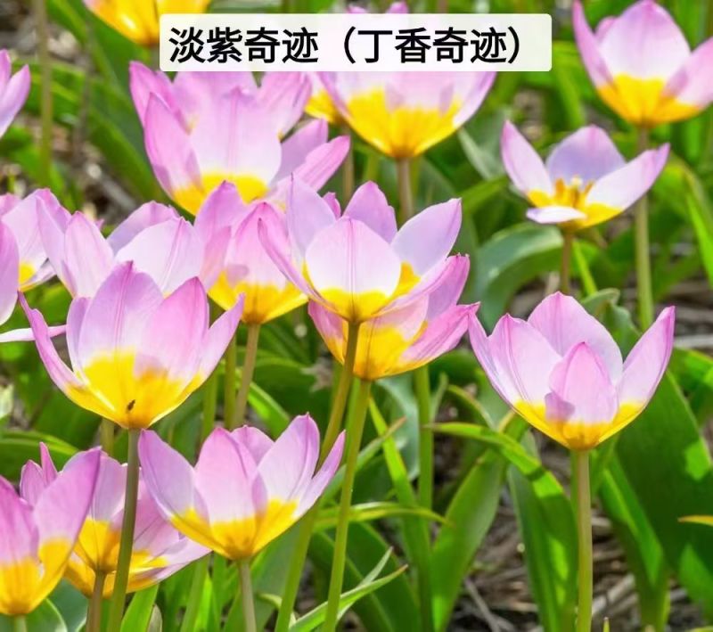进口郁金香种球四季好养活耐寒种球郁金香种子水培盆栽花卉