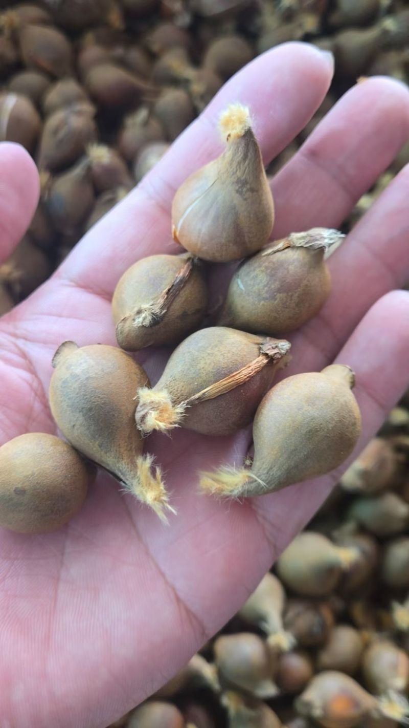 进口郁金香种球四季好养活耐寒种球郁金香种子水培盆栽花卉