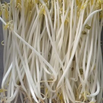重庆批发豆芽黄豆芽绿豆芽