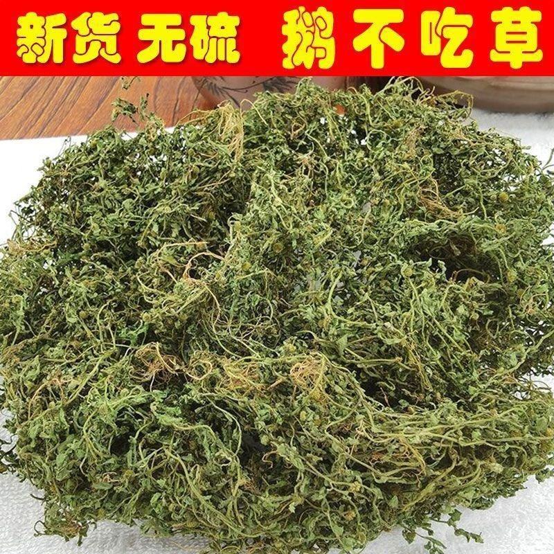 鹅不食草批发中药材鹅不食草正品无硫新货鹅不食草