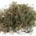 鹅不食草批发中药材鹅不食草正品无硫新货鹅不食草