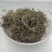 鹅不食草批发中药材鹅不食草正品无硫新货鹅不食草