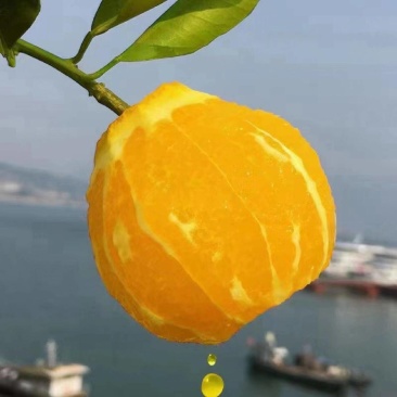《实力》湖南纽荷尔脐橙大量上市，发全国一件代发品质保证