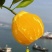 《实力》湖南纽荷尔脐橙大量上市，发全国一件代发品质保证