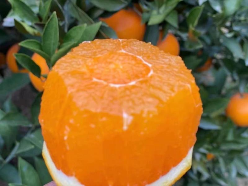 《实力》湖南纽荷尔脐橙大量上市，发全国一件代发品质保证