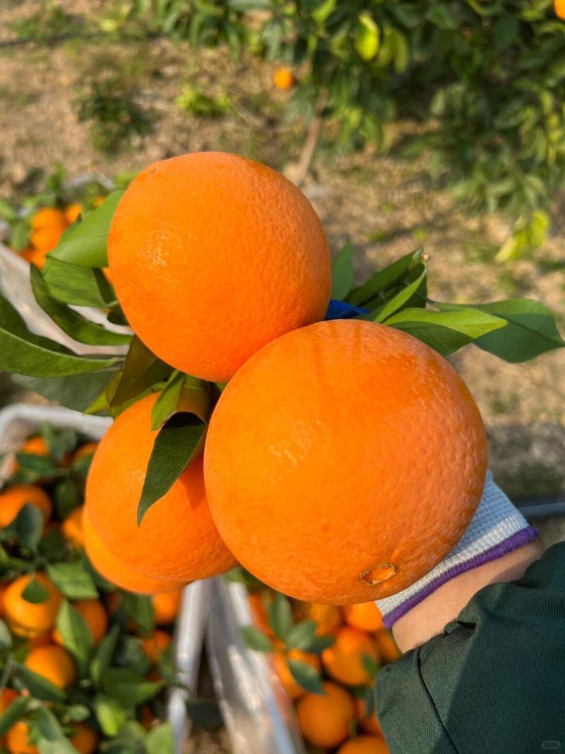 《实力》湖南纽荷尔脐橙大量上市，发全国一件代发品质保证
