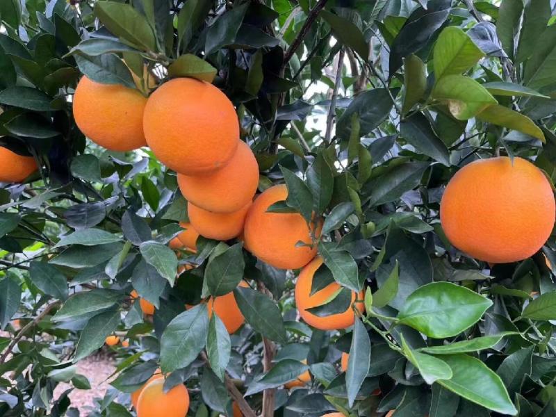 《实力》湖南纽荷尔脐橙大量上市，发全国一件代发品质保证