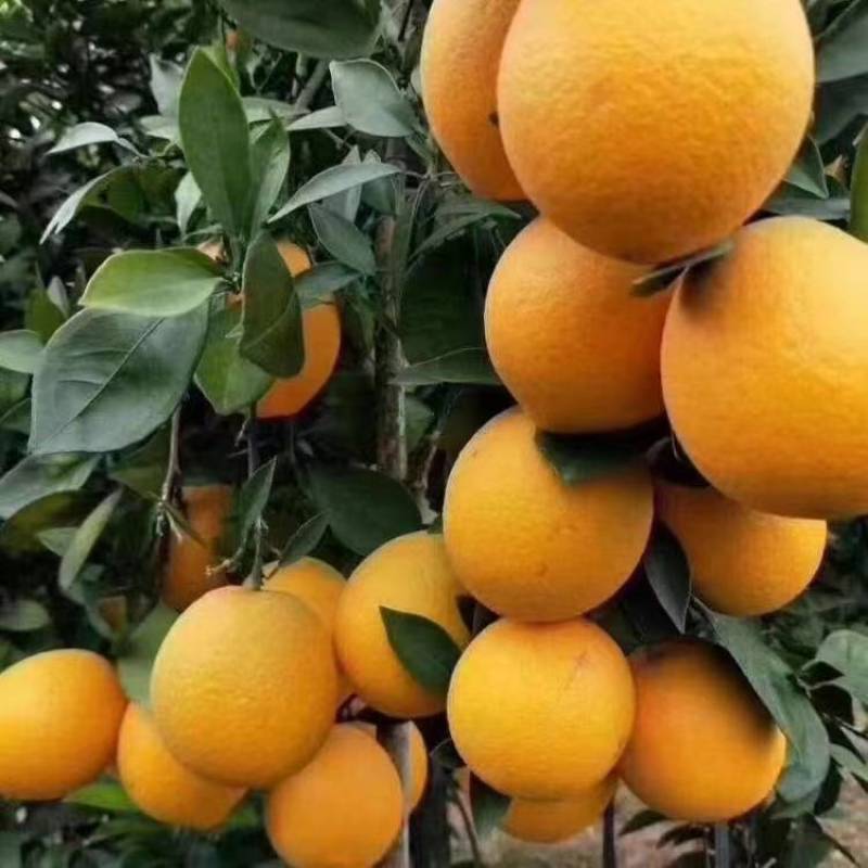 赣南脐橙