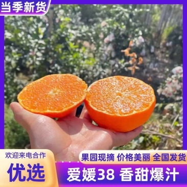 爱媛38果冻橙可以吸的网红橙原产地果园直供不失水颜色靓丽无疤