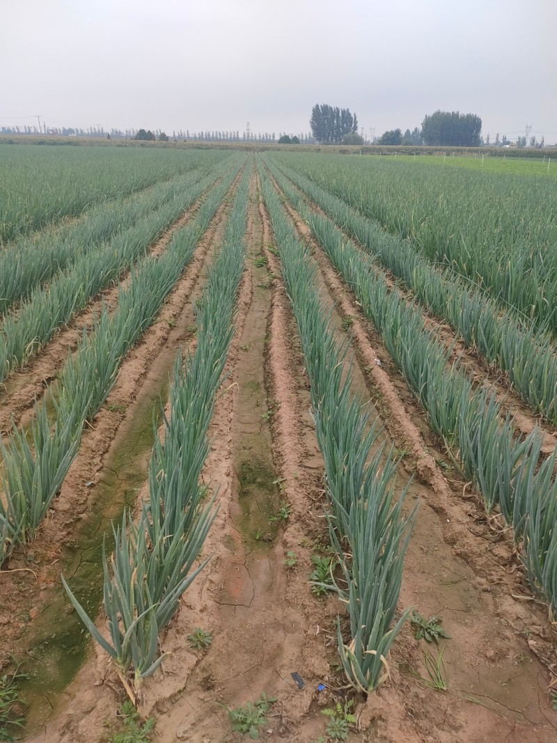 河北省保定市高阳县丽姐蔬菜基地精品大葱，可视频看货