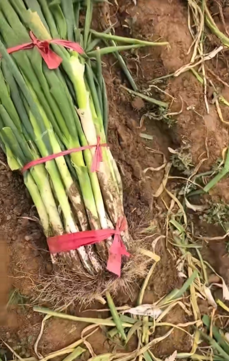 河北省保定市高阳县丽姐蔬菜基地精品大葱，可视频看货