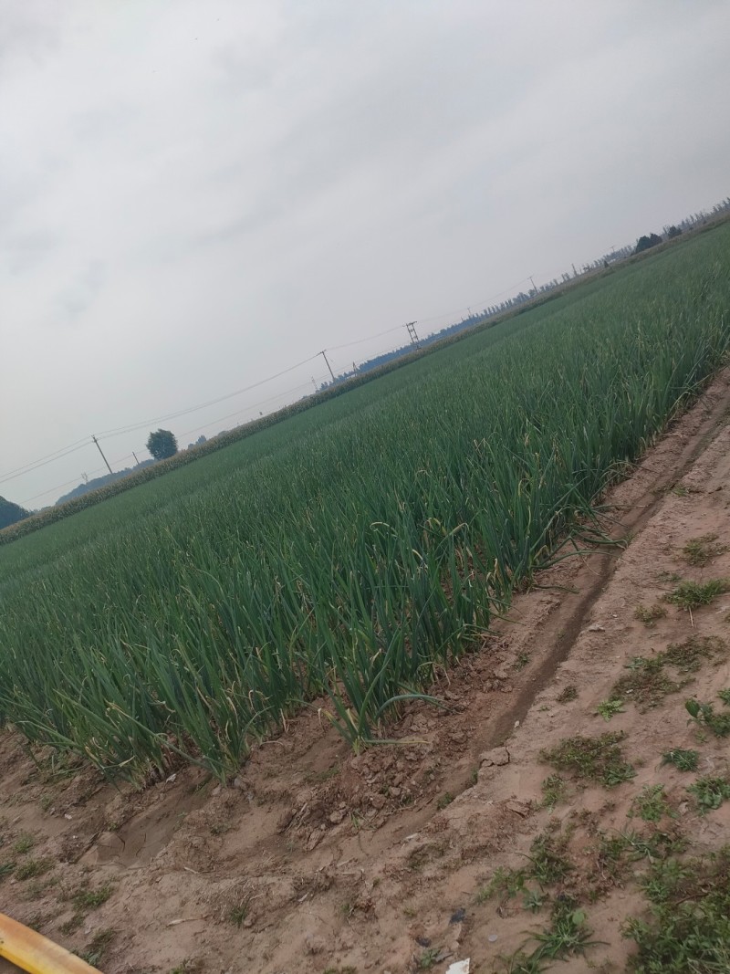 河北省保定市高阳县丽姐蔬菜基地精品大葱，可视频看货