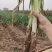 河北省保定市高阳县丽姐蔬菜基地精品大葱，可视频看货