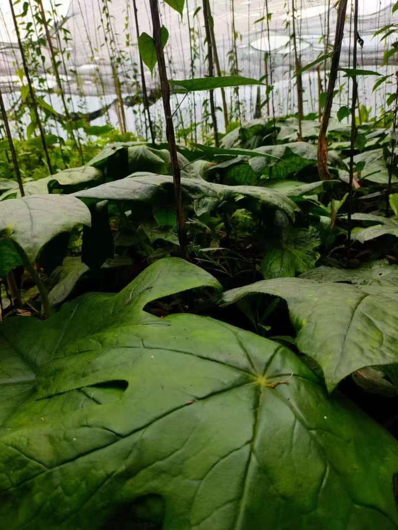 八角莲种苗，成活率高，诚信经营，欢迎咨询