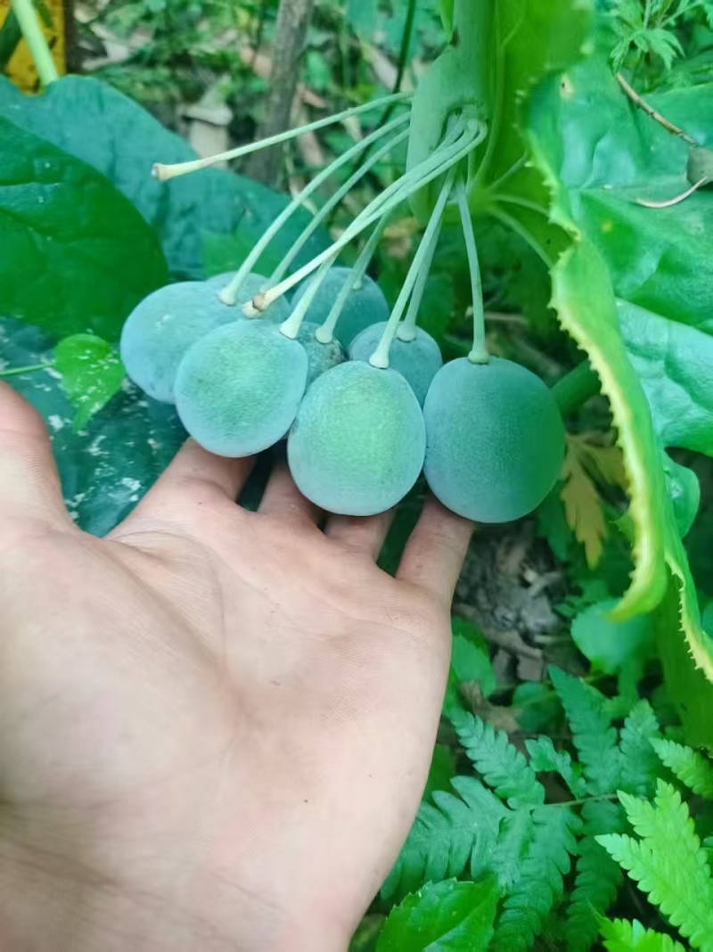 八角莲种苗，成活率高，诚信经营，欢迎咨询