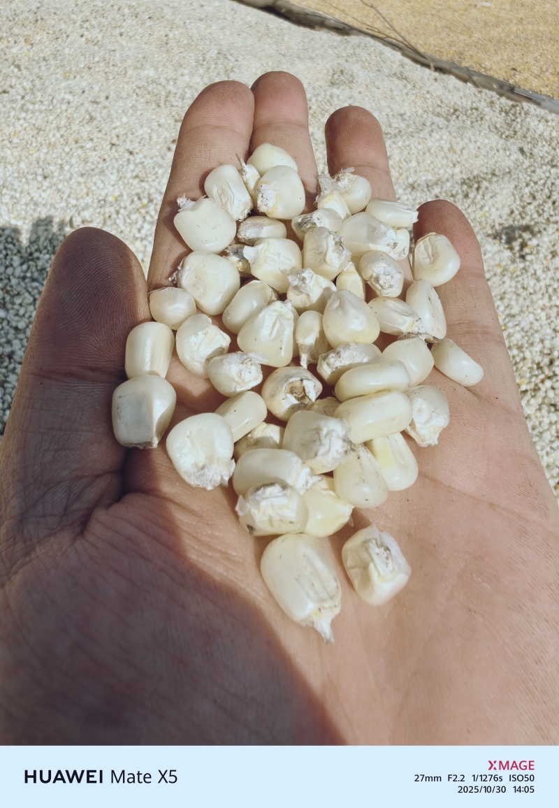 美玉27白糯甜玉米粒