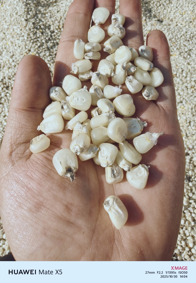 美玉27白糯甜玉米粒