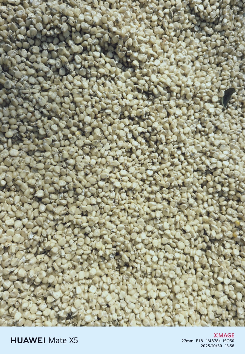 美玉27白糯甜玉米粒