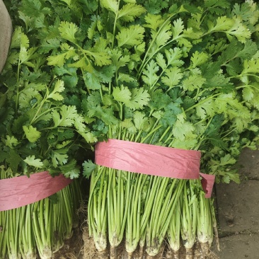 小叶香菜30~35厘米之间精品菜，超市精品香菜